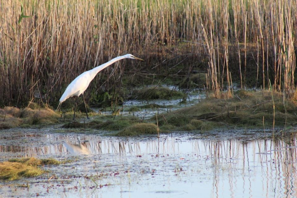Back Bay National Wildlife Refuge - Established for migrating and wintering waterfowl