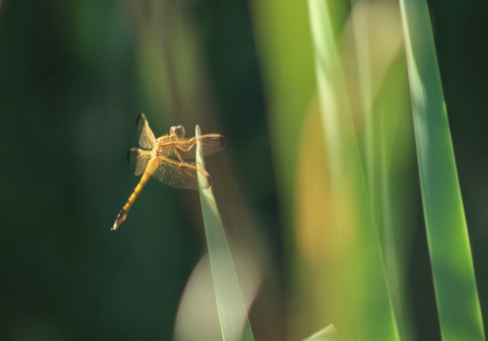 Critters of Back Bay - Mammals and Reptiles of The Back Bay National Wildlife Refuge
